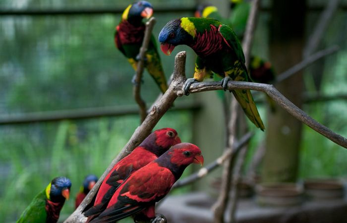 پارک جذاب پرندگان در کوالالامپور