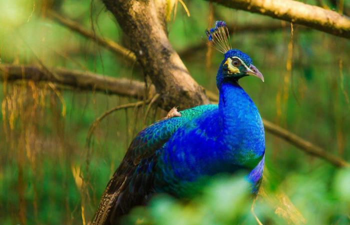 پارک جذاب پرندگان در کوالالامپور