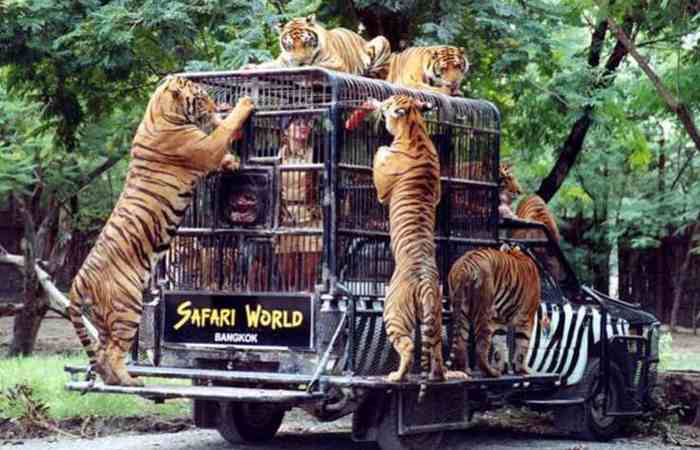 باغ وحش بزرگ بانکوک