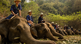 دهکده فیل ها(تایلند)