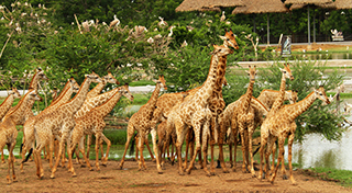 بزرگ‌ترین باغ‌وحش‌ دنیا در بانکوک